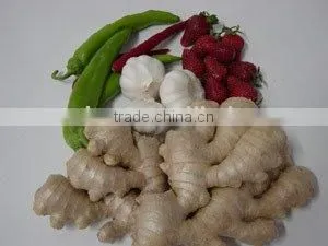 Ginger thumbnail-1