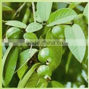 Top Sale Factory Supply Natural Pomegranate Extract thumbnail-1