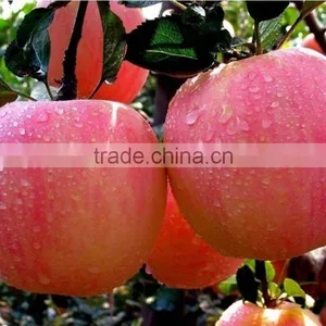 1-MCP, 10mL Works for 30 Cubic Meter Room of Apples thumbnail-2
