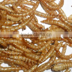 Application for Small Animals Tenebrio, Fish Application Premium Dried Mealworm thumbnail-1