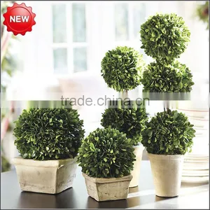 Fresh Keep Boxwood Ball Topiary thumbnail-1