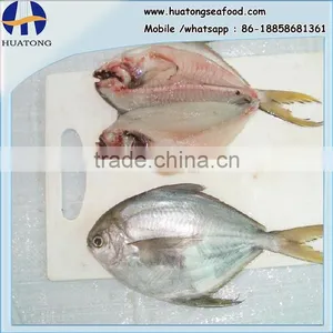Frozen Butter Fish Whole Round thumbnail-1