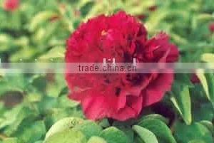 Tree Peony Plant Root Shou An Hong thumbnail-1