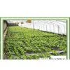 Electric Heating System for Greenhouse thumbnail-1