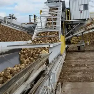 Sugar Plant From Sugar Beet thumbnail-5