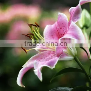 Fashionable Tiber Natural Pink Fresh Lily thumbnail-1