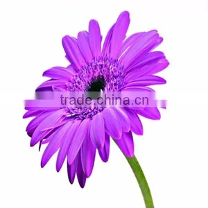 Fresh A Kind Of Color Gerbera Cut Gerbera Flowers thumbnail-3