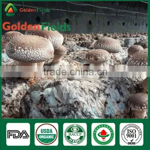 Mushroom Seller Agricultural Products Vegeatable Fresh Dried Shiitake Mushroom Log Shiitake Mushroom Spawn for Mushroom Farm thumbnail-3