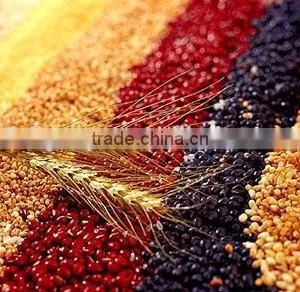 Healthy Breakfast Cereals/corn Flakes Production Line thumbnail-4