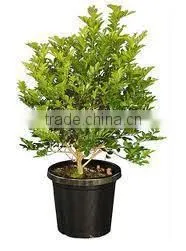 Murraya Paniculata, Orange Jasmine thumbnail-1