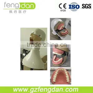 High Quality Advanced Dental Simulation Manikin for Education thumbnail-1