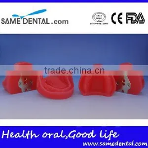 Dental Functional Edentulous Jaws Model DEA-30 thumbnail-1