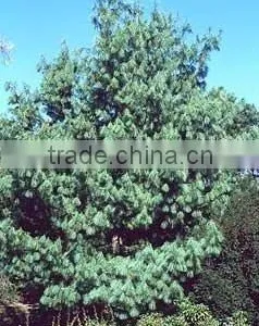 Pinus Wallichiana Plant thumbnail-1