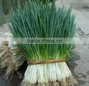 Dehydrtaed Chive Flake thumbnail-2