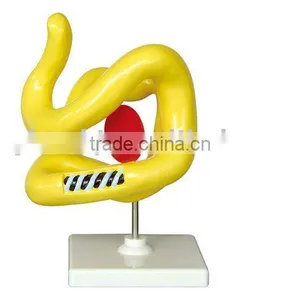 Amino Acid of Polypeptide Chain thumbnail-1