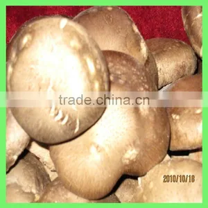 Thick Mushroom thumbnail-1