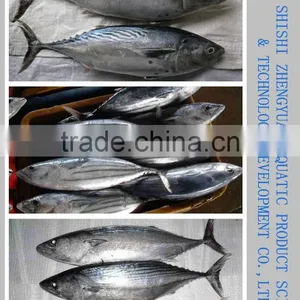 Frozen Tuna/Skipjack/Bonito Fish thumbnail-2
