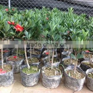 Camellia Japonica Tree Plant thumbnail-6