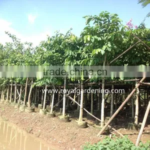 Lagerstroemia Speciosa Dia 6-20cm Landscaping Tree thumbnail-1
