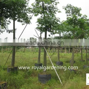 Chorisia.speciosa Outdoor Trees thumbnail-1