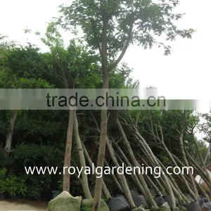 Cassia Glauca Trees Tropical and Subtropical Trees thumbnail-1