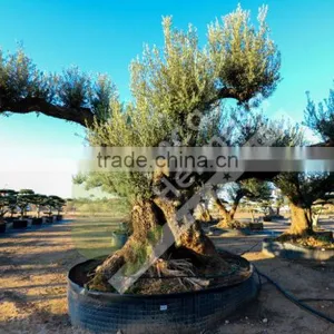 Fargas Collection - Millenary Olive Trees thumbnail-6