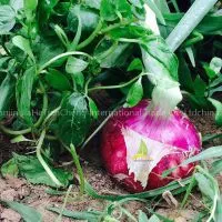 Fresh Onions Red Onions thumbnail-3