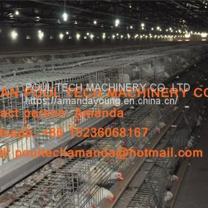 Selling Poultry Farming Equipment Broiler Cage & Broiler Coop & Meat Chicken Cage in Chicken Shed in Russia thumbnail-1