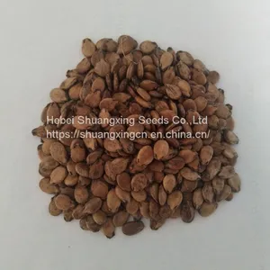 SHUANGXING f1 Big Hybrid Watermelon Seeds Outdoor Grown thumbnail-4