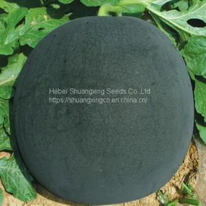 Large-sized Best Seedless f1 Watermelon Seed thumbnail-4