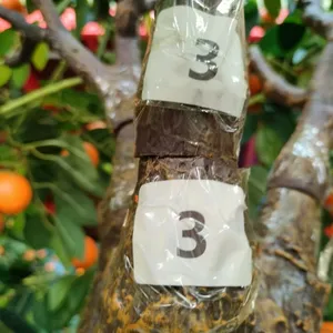 Mediterranean Artificial Citrus Tree - Real Touch Trunk With 100 Fruits, Balcony/Garden Decorative thumbnail-2