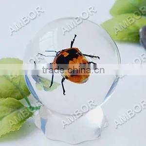 Real Bug Acrylic Bouncing Ball thumbnail-1