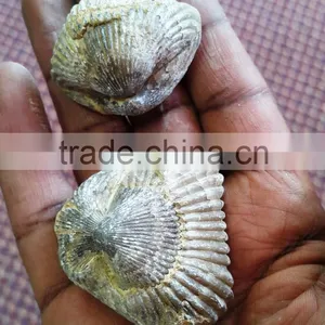 Fossil for Sale thumbnail-5
