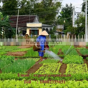 Neem Herbal Oil thumbnail-2