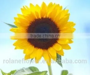 Mother's Day Fresh Cut Yellow Sunflower Flower for Wholesale thumbnail-5