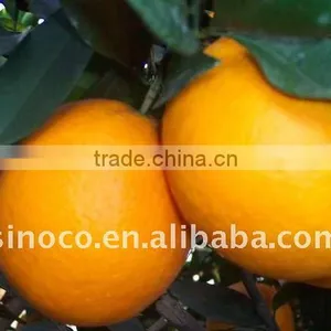 Fresh Navel Orange Packing in 15kg Carton thumbnail-1