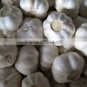 2011 Chinese Fresh White Garlic (happy New Year) thumbnail-1