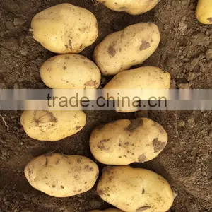 2015 Autumn Crop Potato thumbnail-3