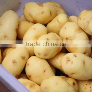 PX-1500 Powerful Root Vegetable Washing and Polishing Machine thumbnail-3