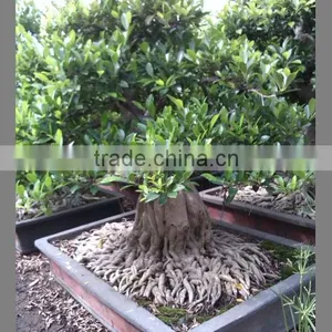 Ficus Microcarpa(bonsai) Outdoor Plant thumbnail-1
