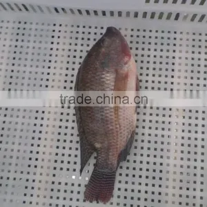 Frozen Tilapia WR thumbnail-2