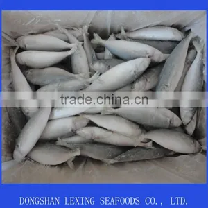 Good Quality Frozen Horse Mackerel Fish thumbnail-1