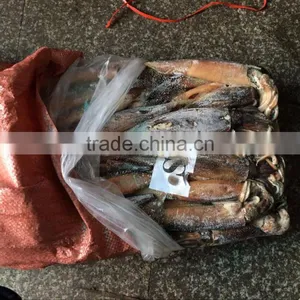 Frozen Squid(loligo Squid,frozen Fish) thumbnail-4