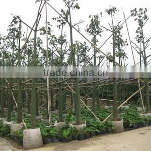 Chorisia Speciosa Landscaping Tree thumbnail-1