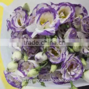 Factory Direct Purple Ring Fresh Cut Eustomas Wholesale thumbnail-1