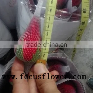 2016 Newest Jasmine Flower Importers Natural Flowers Fresh Rose Flower From Kunming thumbnail-6
