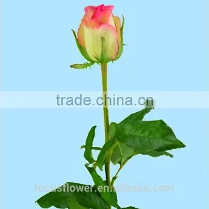 High Quality Red Velvet Fresh Cut Foliage Glass Love Roses Hopeshow With 20stems/bundle From Kunmming thumbnail-5