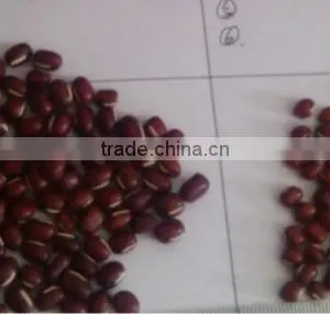 Adzuki Beans thumbnail-1