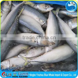 Hot Selling Pacific Mackerel Scomber to Africa thumbnail-4