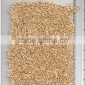 BARLEY thumbnail-1